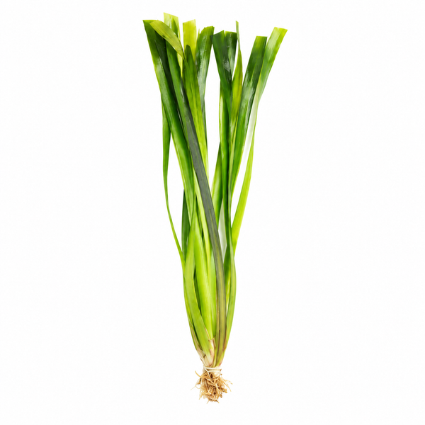 Vallisneria