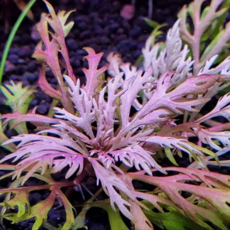 Hyptis Laciniata
