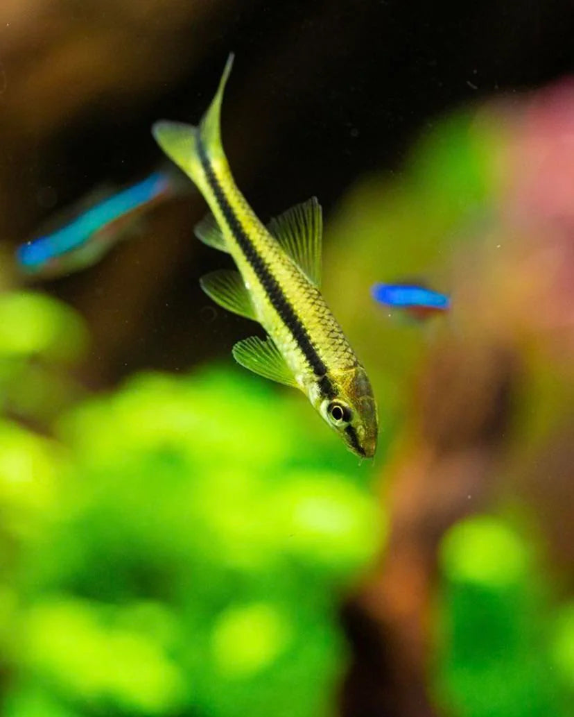 Siamese Algae Eater