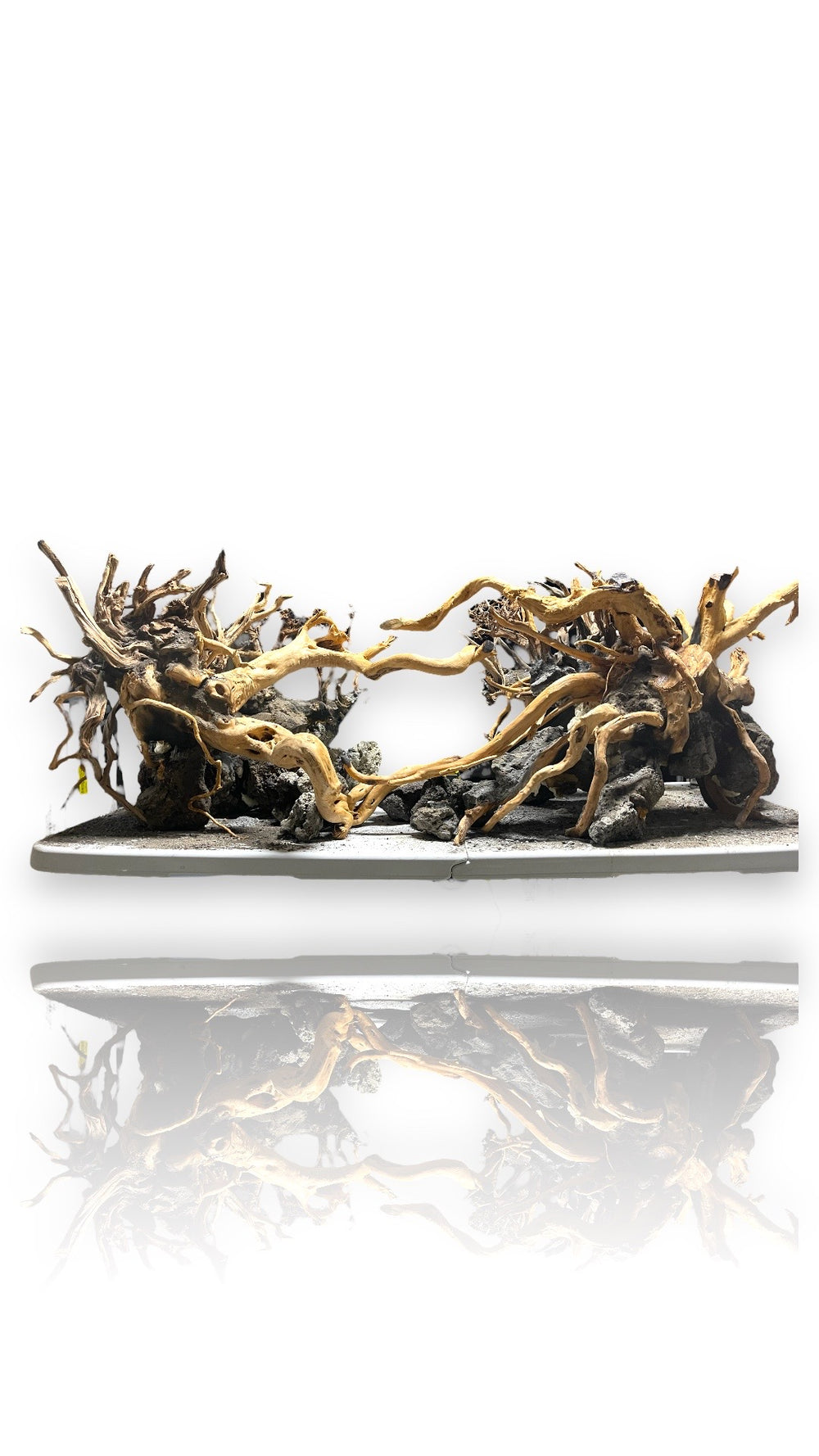 Wood Root (Spiderwood), view 2