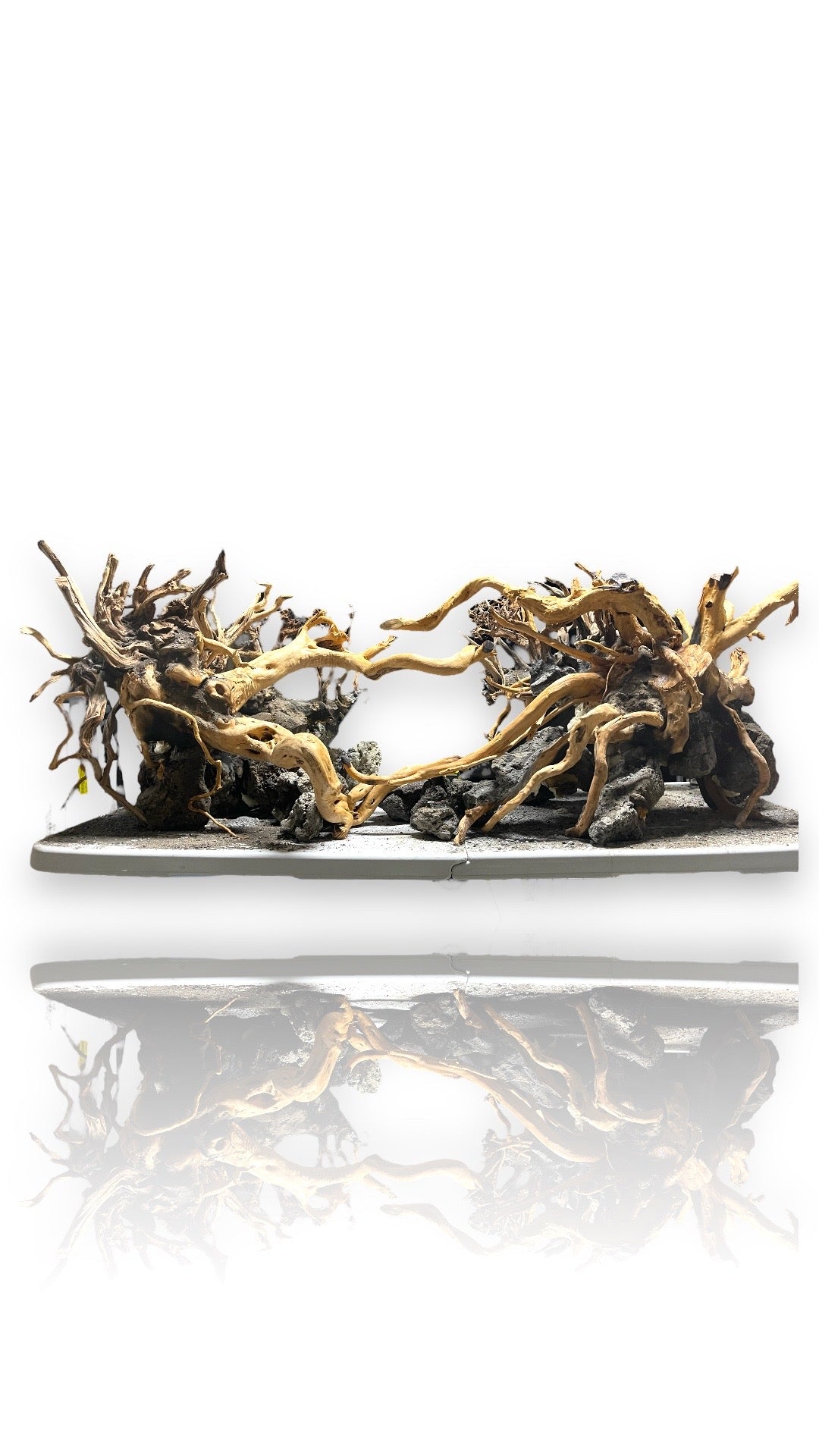Wood Root (Spiderwood), view 2