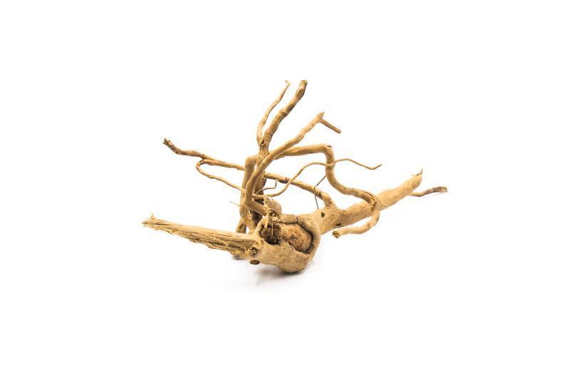 Wood Root (Spiderwood), view 5