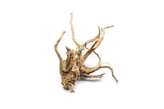 Wood Root (Spiderwood)