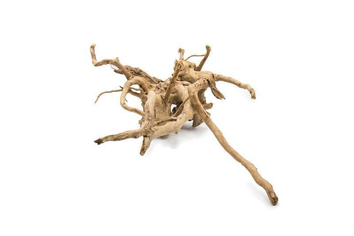 Buy High Quality Wood Root