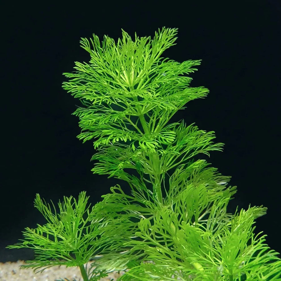 Ambulia (Limnophila sessiliflora)
