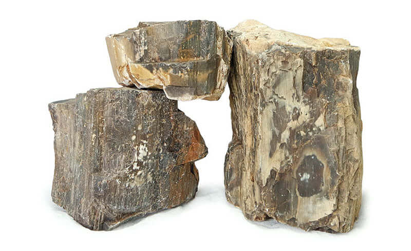 Petrified Wood (Fossil Wood), view 6
