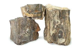 Petrified Wood (Fossil Wood)