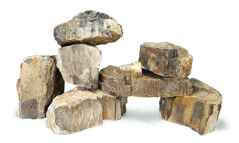Petrified Wood (Fossil Wood), view 7