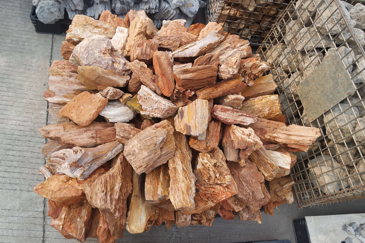 Red Fossil Wood, view 5